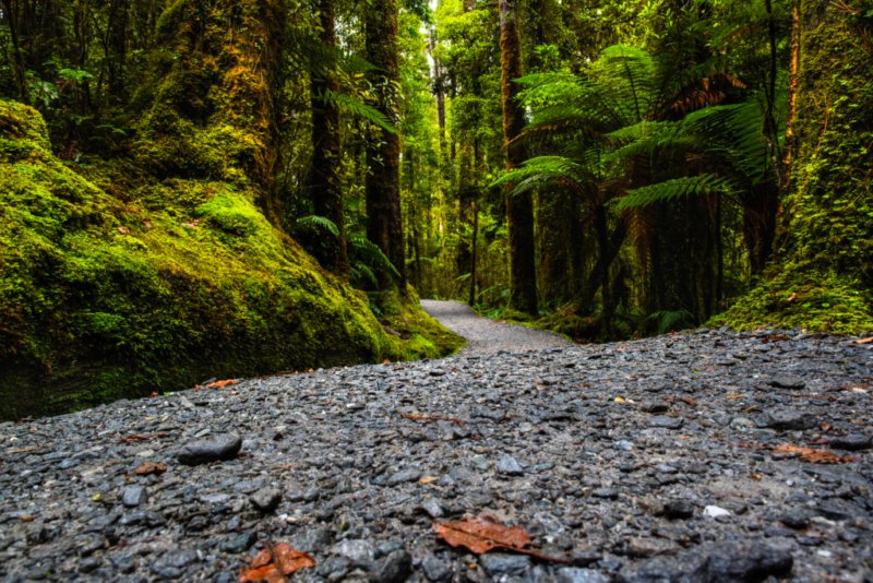 Wanderpfad im Urwald Neuseelands