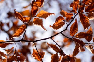 Ein ästhetisches Close-up-Foto von Herbstlaub unter einem blauen Himmel.