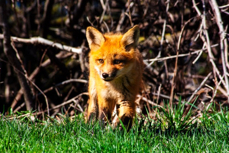 Ein junger Fuchs verlässt den Waldrand an einem sonnigen Tag