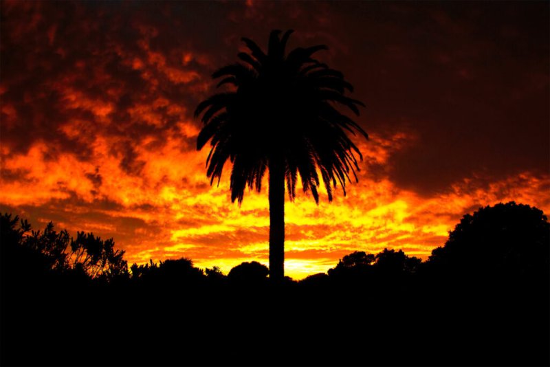 Silhouette einer Palme und anderer Bäume vor einem dramatischen Sonnenuntergang mit intensiv orangefarbenem Himmel.
