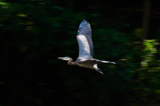 Ein großer Blaureiher im Flug.