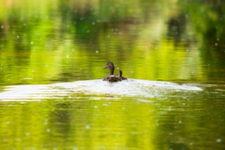 Eine Entenmama schwimmt mit ihren Küken auf einem grünen Fluss.