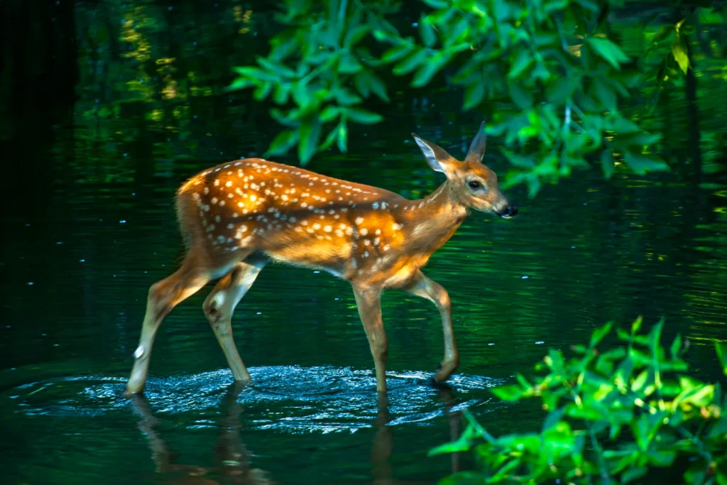Naturfoto eines Rehkitzes, das durch flaches Wasser läuft, umgeben von Bäumen und grünem Laub.