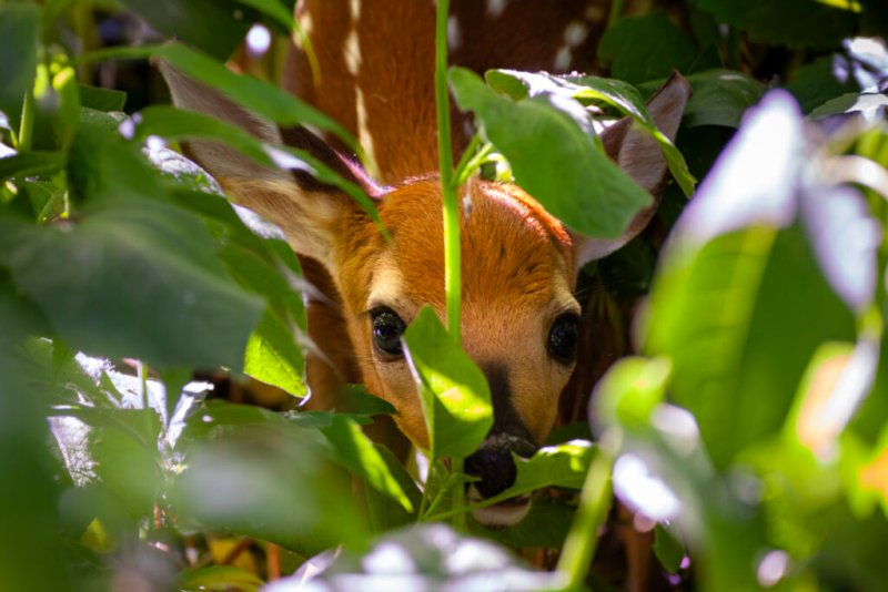 Ein junges Rehkitz versteckt sich unter Frühlingspflanzen.