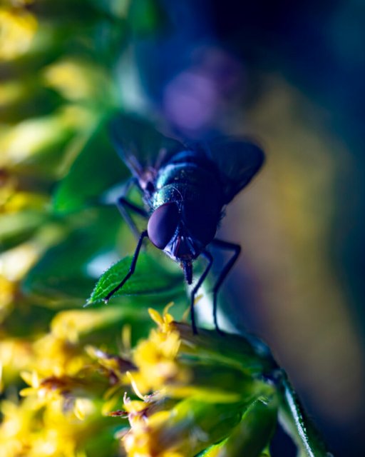 Ein farbenfrohes Makrofoto einer Fliege.