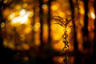 Foto einer Wildblume in der goldenen Stunde mit unscharfem, leuchtend orangefarbenem Hintergrund.