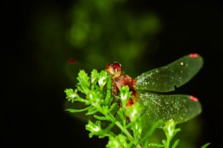 Eine Weißgesichtige Wiesenfalke-Libelle lauert auf einer Wildpflanze.