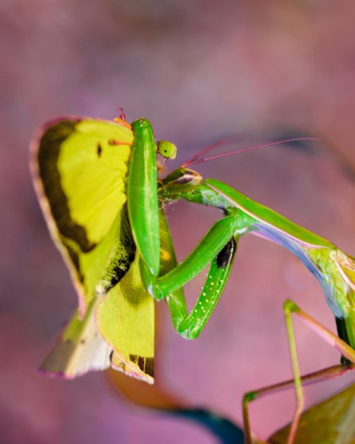 Gottesanbeterin in natürlicher Jagdszene: Ein grüner Insektenjäger verschlingt einen zarten Schmetterling.