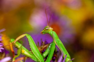 Grüne Gottesanbeterin vor verschwommenem Hintergrund lilafarbener Wildblumen.