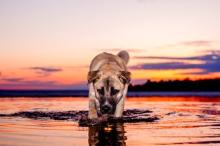 Ein blauäugiger Hund badet während der Abenddämmerung in einem idyllischen See.