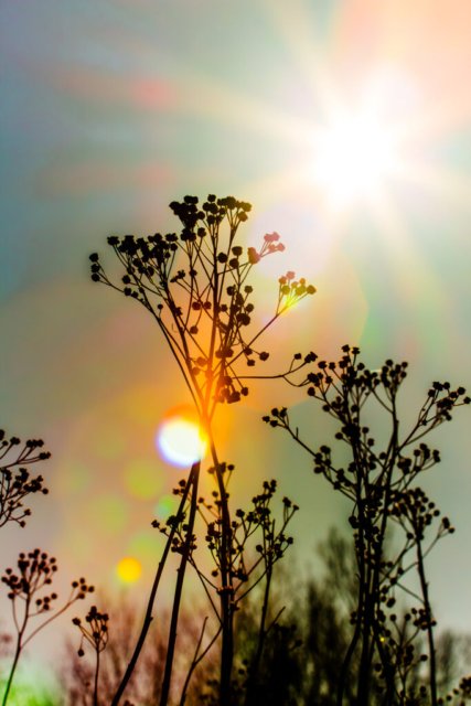 Makrofoto von Pflanzenstängeln vor der Sonne, mit einem Sunburst-Effekt und bunten Lichtkreisen.