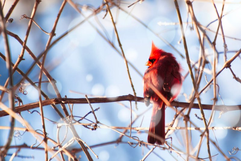 Ein roter Kardinal an einem sonnigen Wintertag im Schnee.