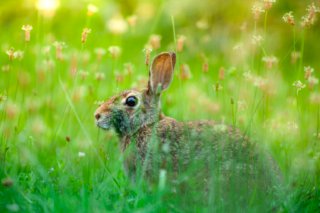 Ein wildes Kaninchen im hohen Gras bei Sonnenaufgang.