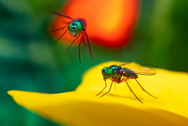 Metallisch grüne Chrysomelida Fliegen vor einem farbenfrohen Hintergrund.