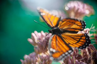 Ein orangefarbener Monarchfalter ruht auf einer Blume vor einem türkisen Hintergrund.