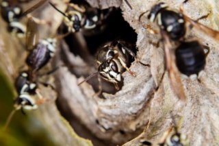 Makrofoto einer Hornisse beim Abflug aus dem Nest