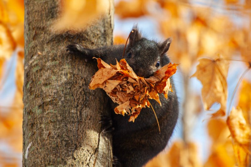 Ein schwarzes Eichhörnchen sammelt Herbstlaub für sein Nest.