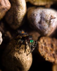 Eine Springspinne erkundet einen Steinstrand.