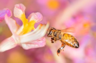 vBiene im Flug auf unscharfem pinkfarbenen Hintergrund, während sie eine Blüte anfliegt.