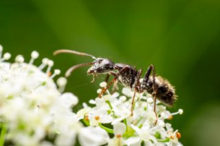 Eine von Pollen bedeckte Ameise erkundet eine zarte Möhrenblüte