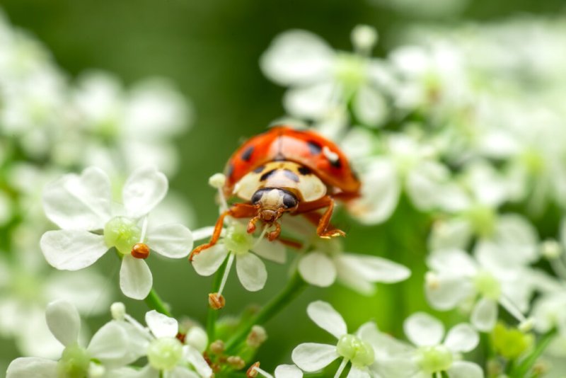 Ein roter Marienkäfer erkundet eine zarte Blüte in Nahaufnahme.