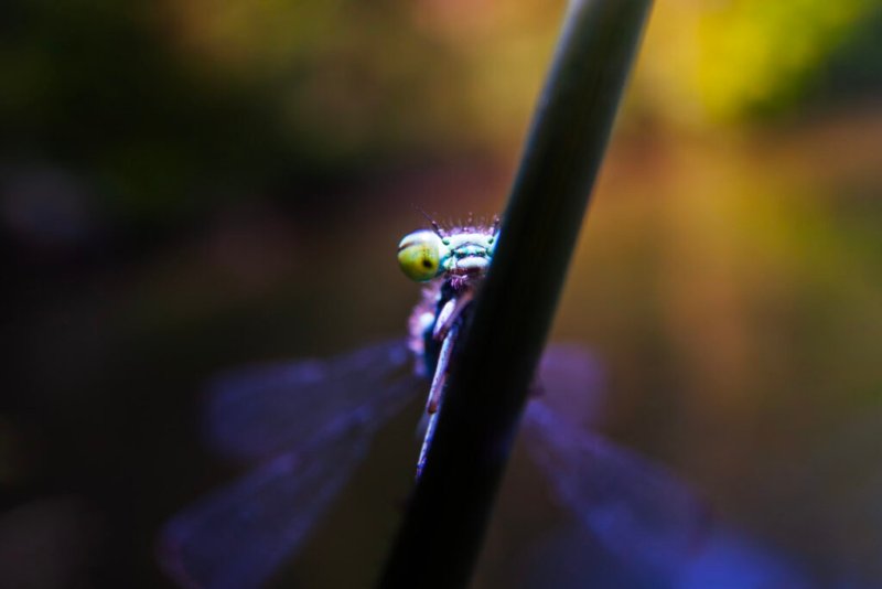 Neugierige Libelle schaut hinter einem Schilfhalm hervor.