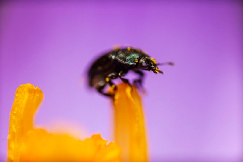 Mikroskopischer Käfer auf dem Stempel einer Krokusblume.