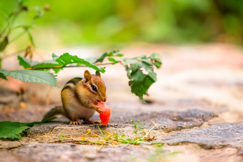 Ein wildes Streifenhörnchen nascht versonnen an einer Erdbeere.