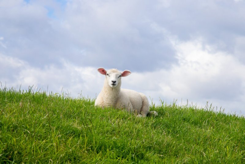 Ein Schaf ruht auf dem Deich.