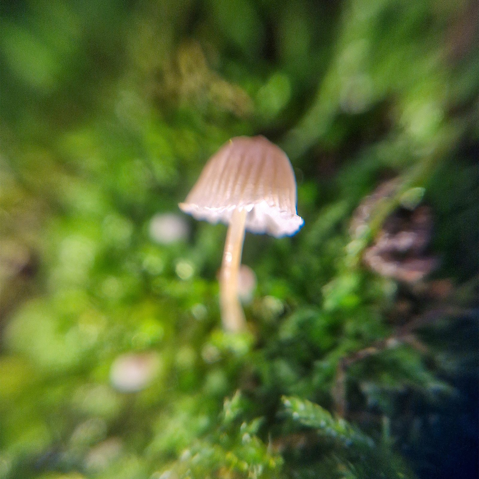 Ein mit dem Handy aufgenommenes Makrofoto zeigt einen winzigen Pilz, umgeben von Moos.