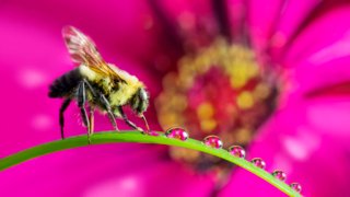 Eine Biene beim Genuss von Zuckerwasser