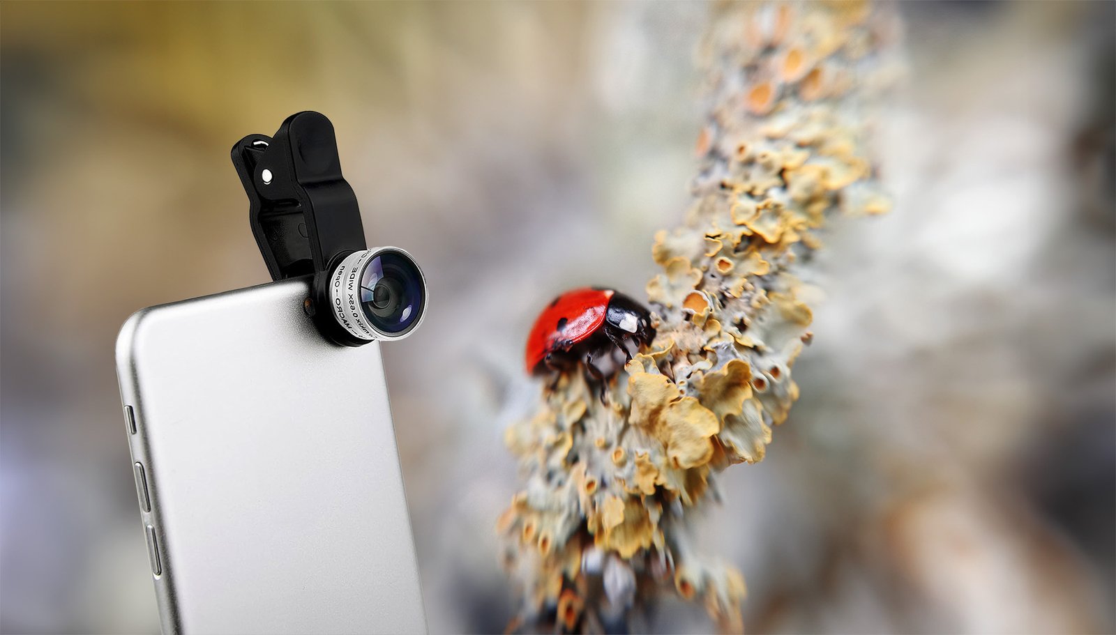 Smartphone Makro -Objektiv beim Fotografieren eines Marienkäfers