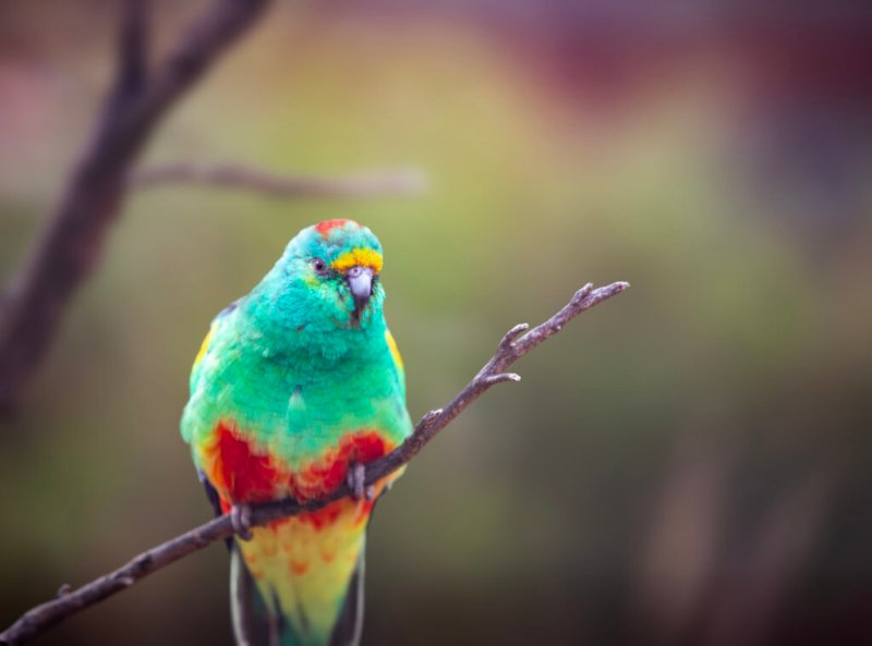Foto eines australischen Vielfarbensittichs auf einem Ast vor unscharfem, farbenfrohem Hintergrund.