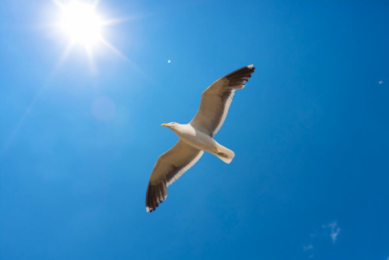 Foto eines Royal Albatross, der im blauen Himmel fliegt, vor einer hellen Sonne.