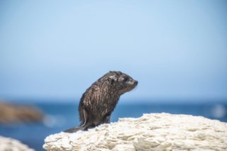 Foto eines neugeborenen Robbenbabys auf einem Felsen vor unscharfem Hintergrund mit blauem Himmel.