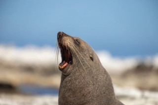 Tierfoto einer gähnenden Robbe auf einem Felsen am Strand, vor unscharfem Hintergrund mit blauem Himmel.