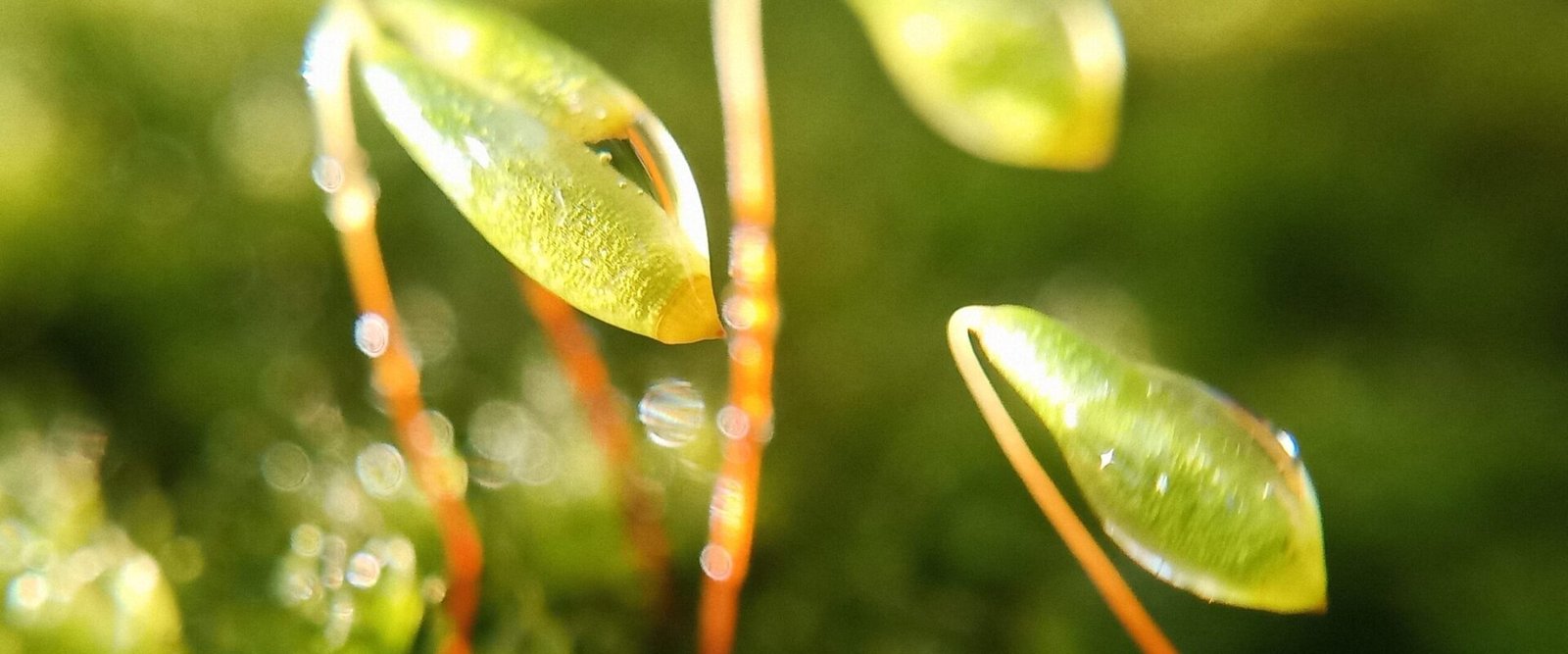 Makro-Foto-Workshop: Moos im Regen, fotografiert mit dem Handy
