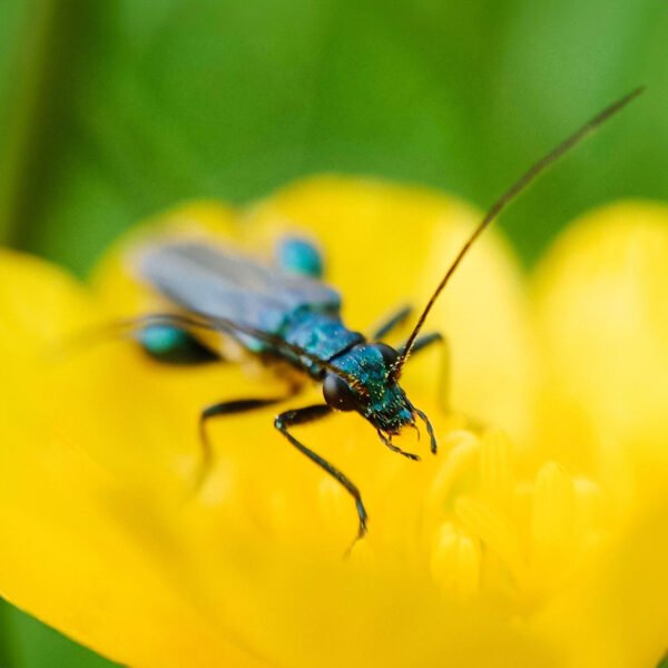 Ein mit dem Handy aufgenommenes Makrofoto zeigt einen detaillierten grünen Käfer auf einer gelben Butterblume.