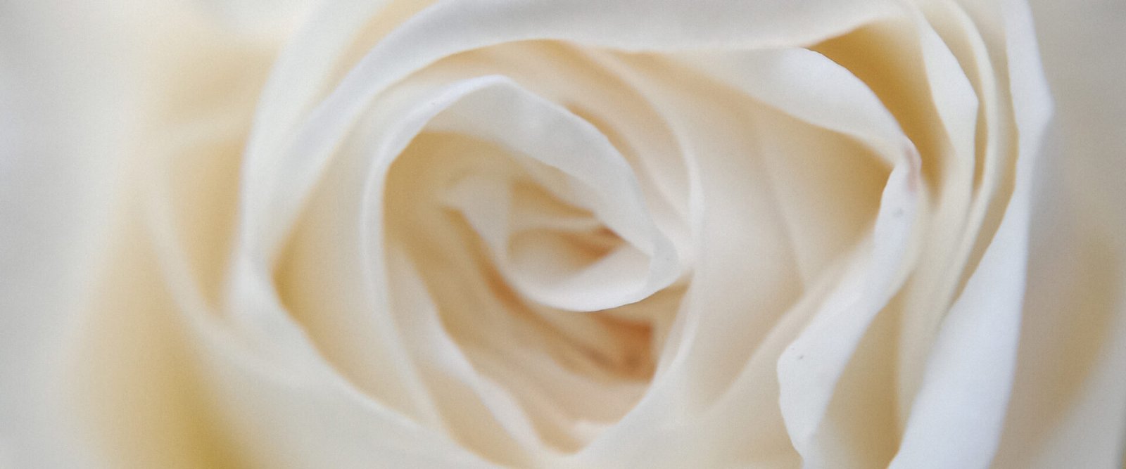 Die weichen Wogen einer weißen Rose