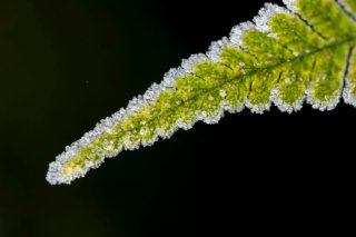 Makrofoto eines eisüberzogenen Blattes