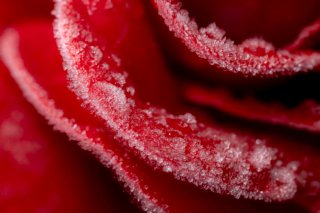 Eisblume - Makrofoto von Frost auf einer Rosenblüte