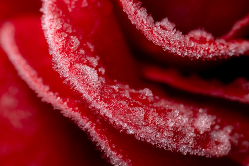 Eisblume - Makrofoto von Frost auf einer Rosenblüte