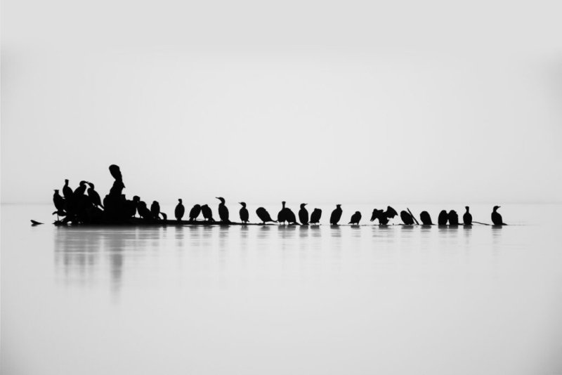 Ein Schwarzweißfoto von Kormoranen, die sich im seichten Wasser aneinanderreihen.