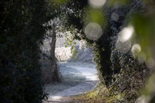 Idyllischer Waldweg in Emden