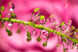 Refraktion: Wassertropfen sind kleine Linsen
