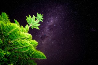 Foto der Milchstraße am Nachthimmel und einer beleuchteten Ziertanne im Vordergrund, vor einem sternenreichen Himmel.