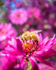 Makrofoto einer Biene auf einer leuchtend pinken Blume mit unscharfem Hintergrund.