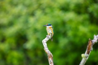 Foto eines Eisvogels, der auf einem Ast sitzt, vor einem unscharfen grünen Hintergrund.