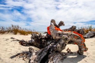 Treibholz am Strand