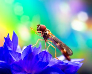 Makrofoto einer Schwebfliege auf einer Blüte